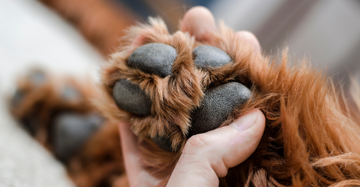 Clean Paws, Happy Pets: A Comprehensive Guide to Using Electric Dog Paw Cleaners