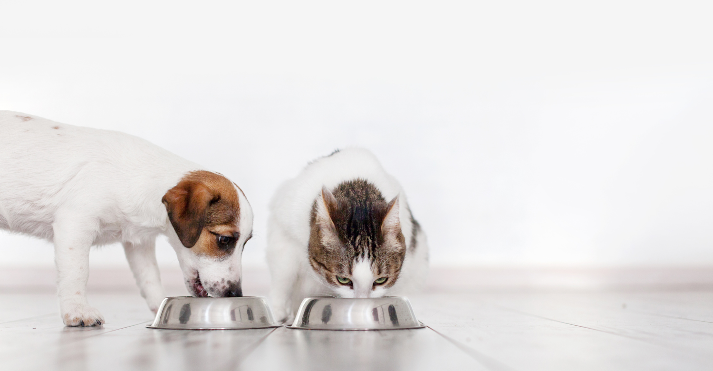 Revolutionize Mealtime: The Benefits of the 3.5L Automatic Pet Feeder for Busy Pet Parents